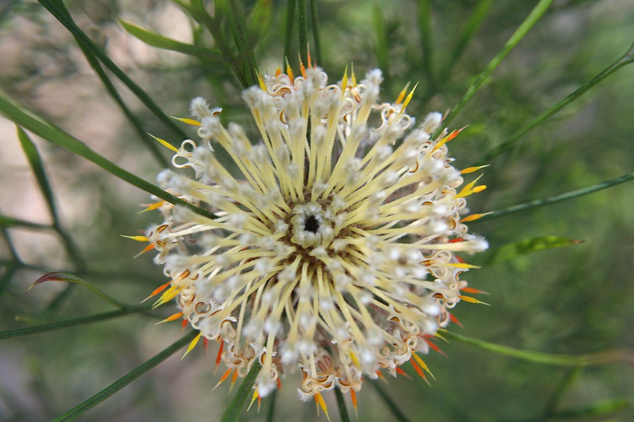 Isopogon dawsonii: Flower of Isopogon anemonifolius Isopogon dawsonii
