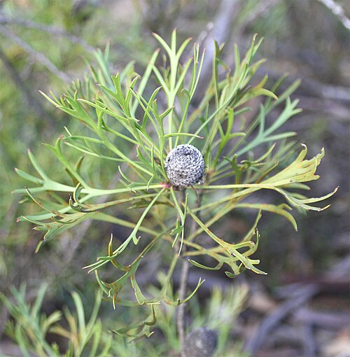 Isopogon dawsonii: After flowering, remaining structure the shape of which suggests a drumstick.
