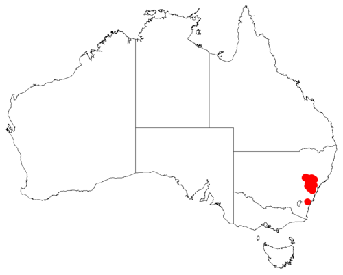 Isopogon dawsonii: Isopogon dawsonii Occurrence data downloaded from Australasian Virtual Herbarium on 30 October 2018 from https://doi.org/10.26197/5bd803ef1a55b