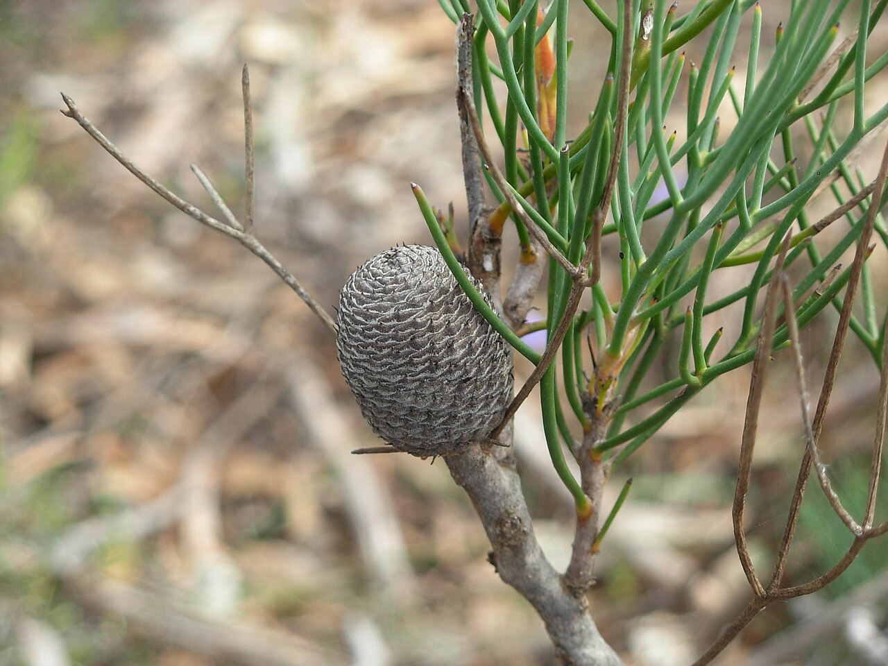 Isopogon divergens: Isopogon divergens Seed of plant w:Drummond Nature Reserve