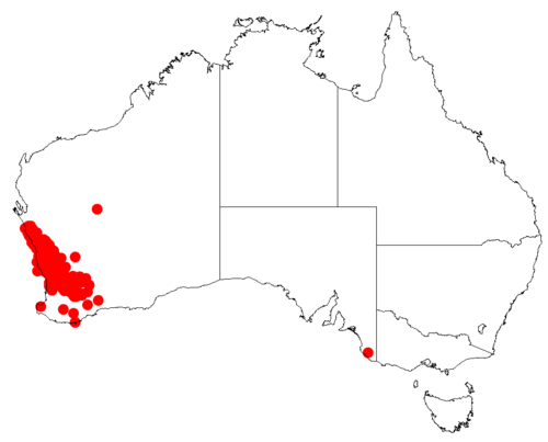 Isopogon divergens: Isopogon divergens Occurrence data downloaded from Australasian Virtual Herbarium on 30 October 2018 from https://doi.org/10.26197/5bd803ef1a55b