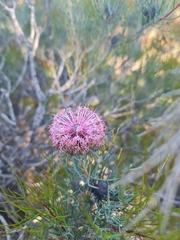 Isopogon divergens (Isopogon divergens)