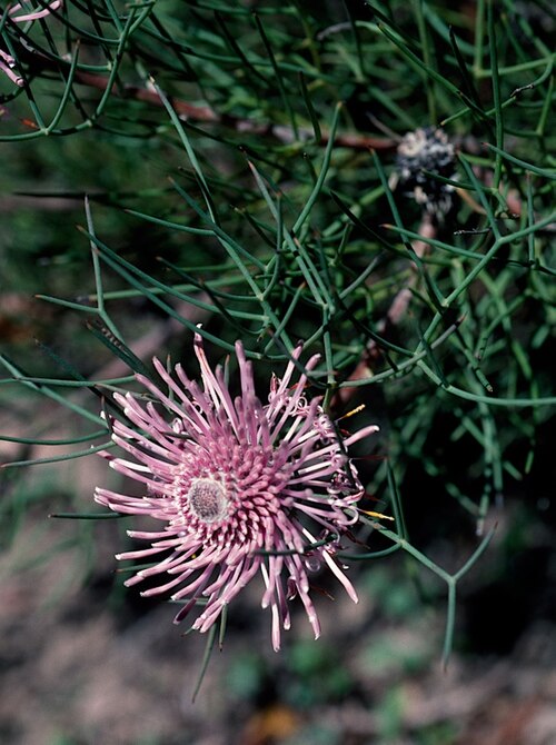 Isopogon divergens: Isopogon divergens in the Australian National Botanic Gardens, Canberra