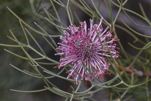 Isopogon divergens (Isopogon divergens)