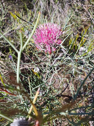 Isopogon divergens (Isopogon divergens)