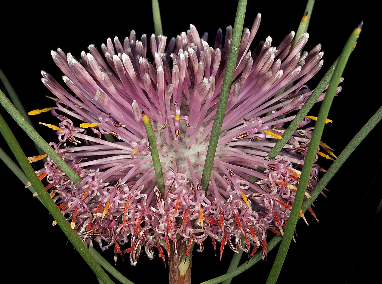 Isopogon divergens: KRT4013