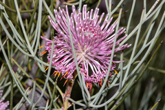 Isopogon divergens (Isopogon divergens)