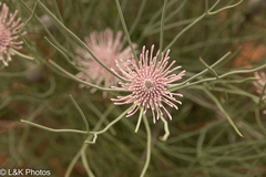 Isopogon divergens (Isopogon divergens)