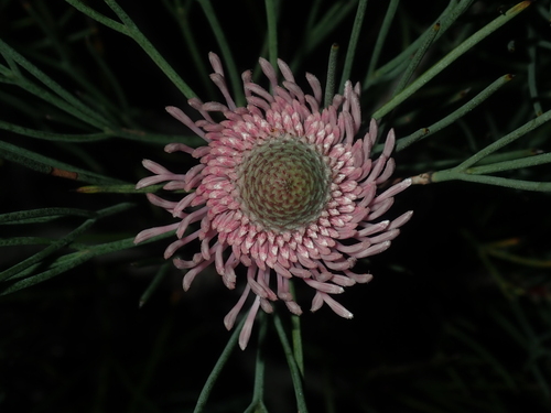 Isopogon divergens (Isopogon divergens)