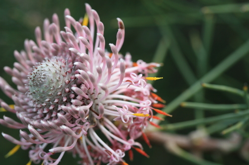 Isopogon divergens (Isopogon divergens)