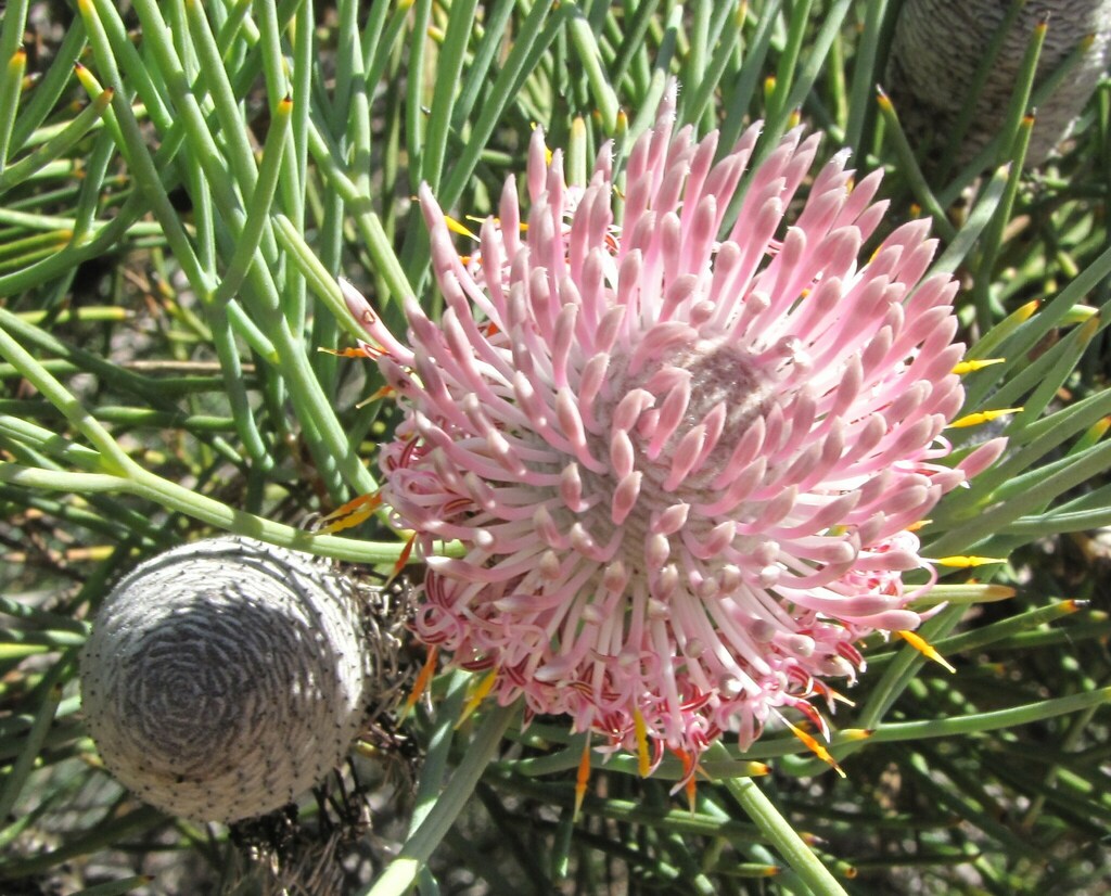 Isopogon divergens (Isopogon divergens)