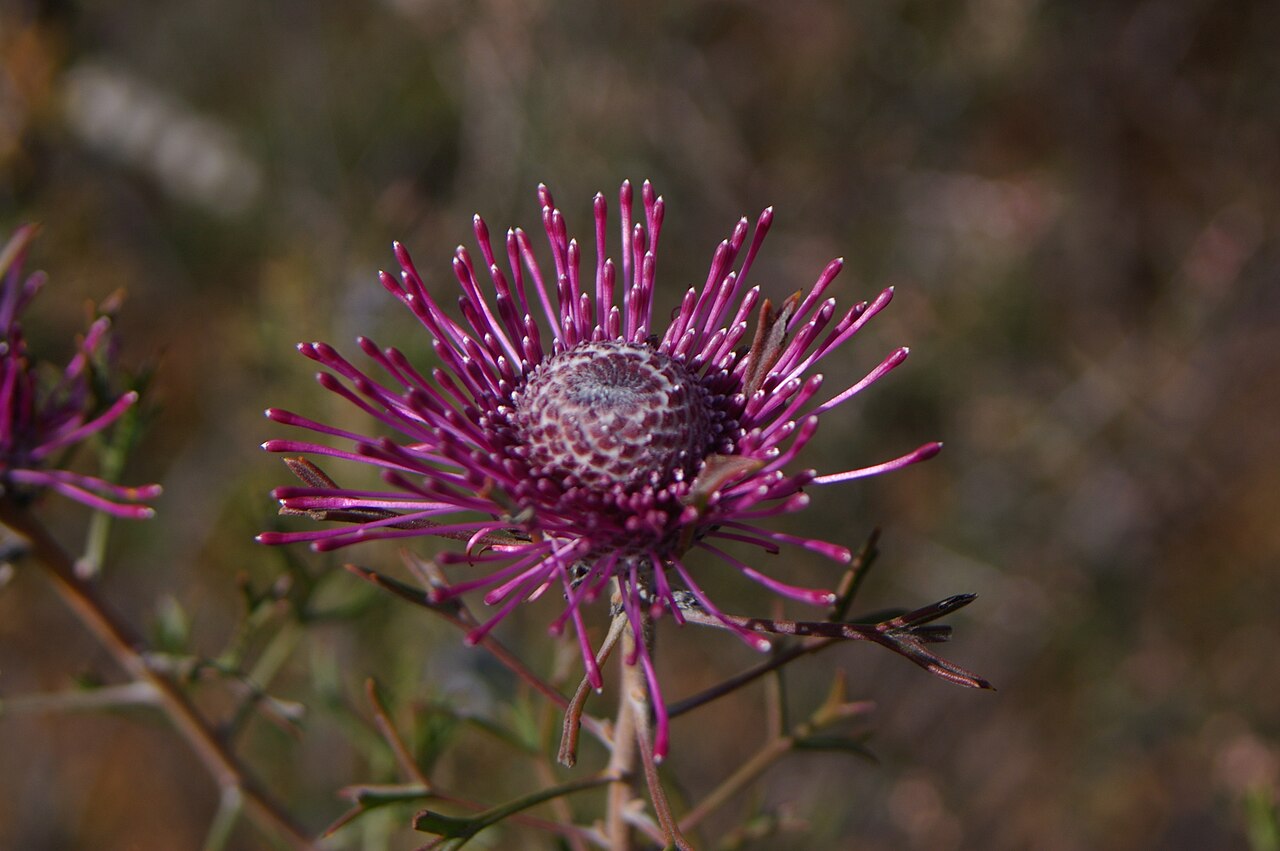 Rose-coneflower: Camera location 32° 46′ 42.75″ S, 117° 00′ 00.99″ E View this and other nearby images on: OpenStreetMap -32.778543; 117.000275 Isopogon dubius , photographed in