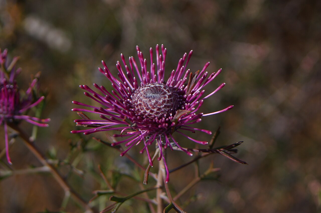 Rose-coneflower: Camera location 32° 46′ 42.75″ S, 117° 00′ 00.99″ E View this and other nearby images on: OpenStreetMap -32.778543; 117.000275 Isopogon dubius , photographed in