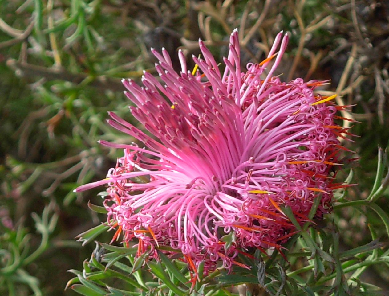 Rose-coneflower: w:Isopogon dubius at w:Drummond Nature Reserve , Western Australia. Photo taken 28th August 2008 wheatbelt photo trip