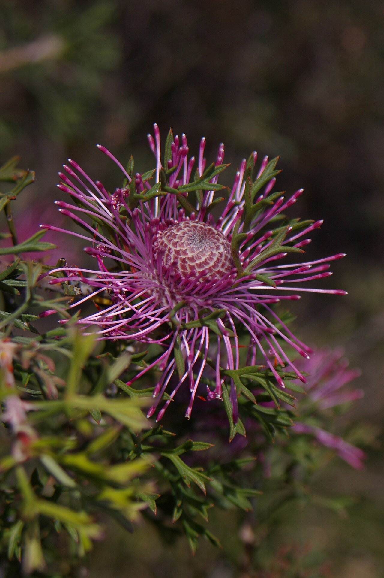 Rose-coneflower: Camera location 32° 46′ 42.75″ S, 117° 00′ 00.99″ E View this and other nearby images on: OpenStreetMap -32.778543; 117.000275 Isopogon dubius , photographed in