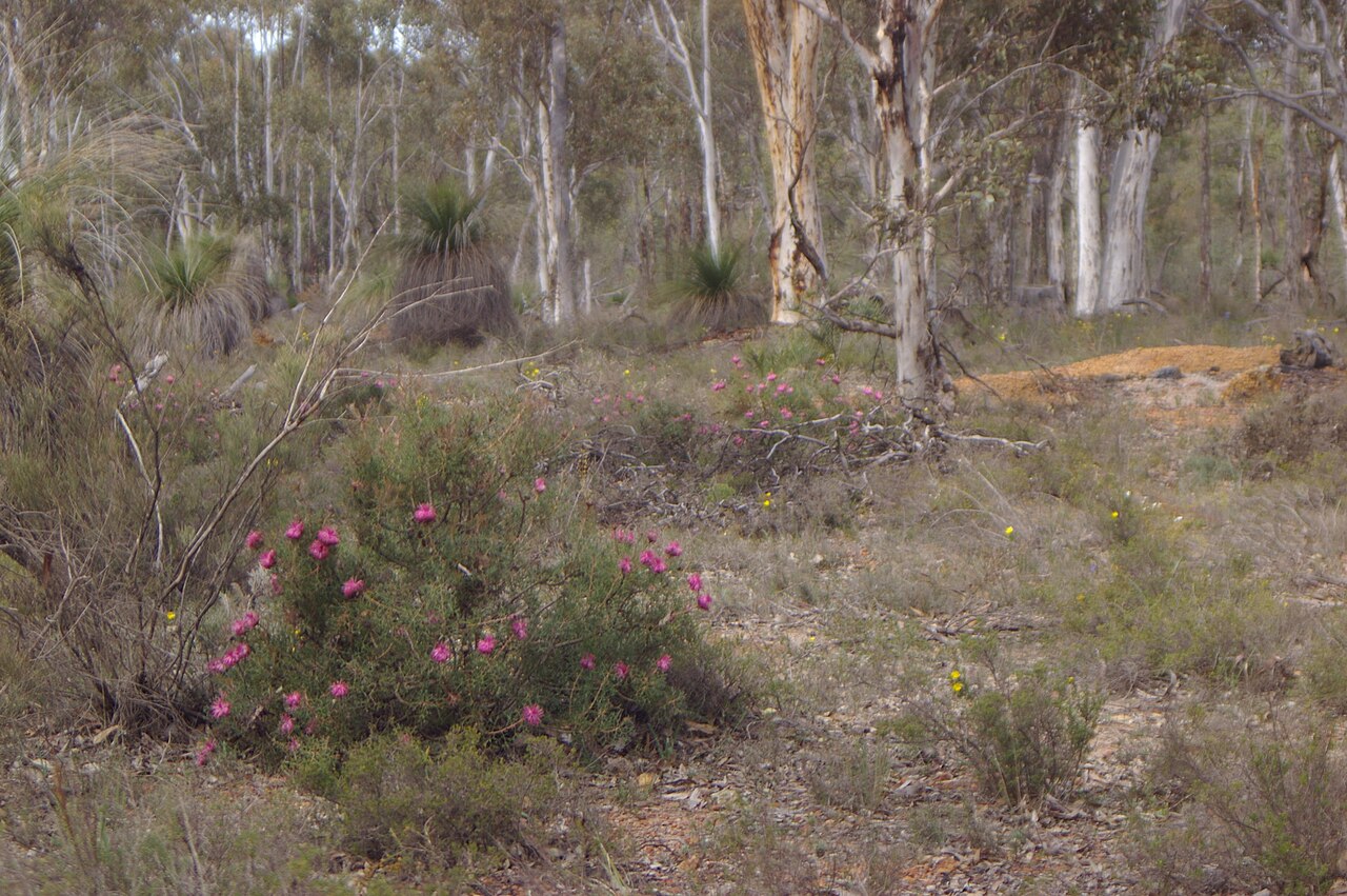 Rose-coneflower: Photographed within the Drummond Nature Reserve, near Bolgart Western Australia Isopogon dubius