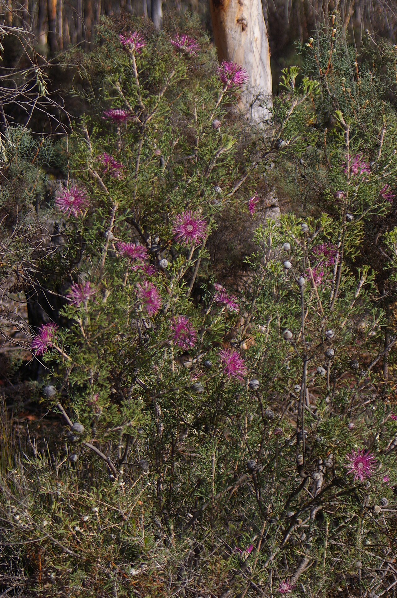 Rose-coneflower: Camera location 32° 46′ 42.75″ S, 117° 00′ 00.99″ E View this and other nearby images on: OpenStreetMap -32.778543; 117.000275 Isopogon dubius , photographed in