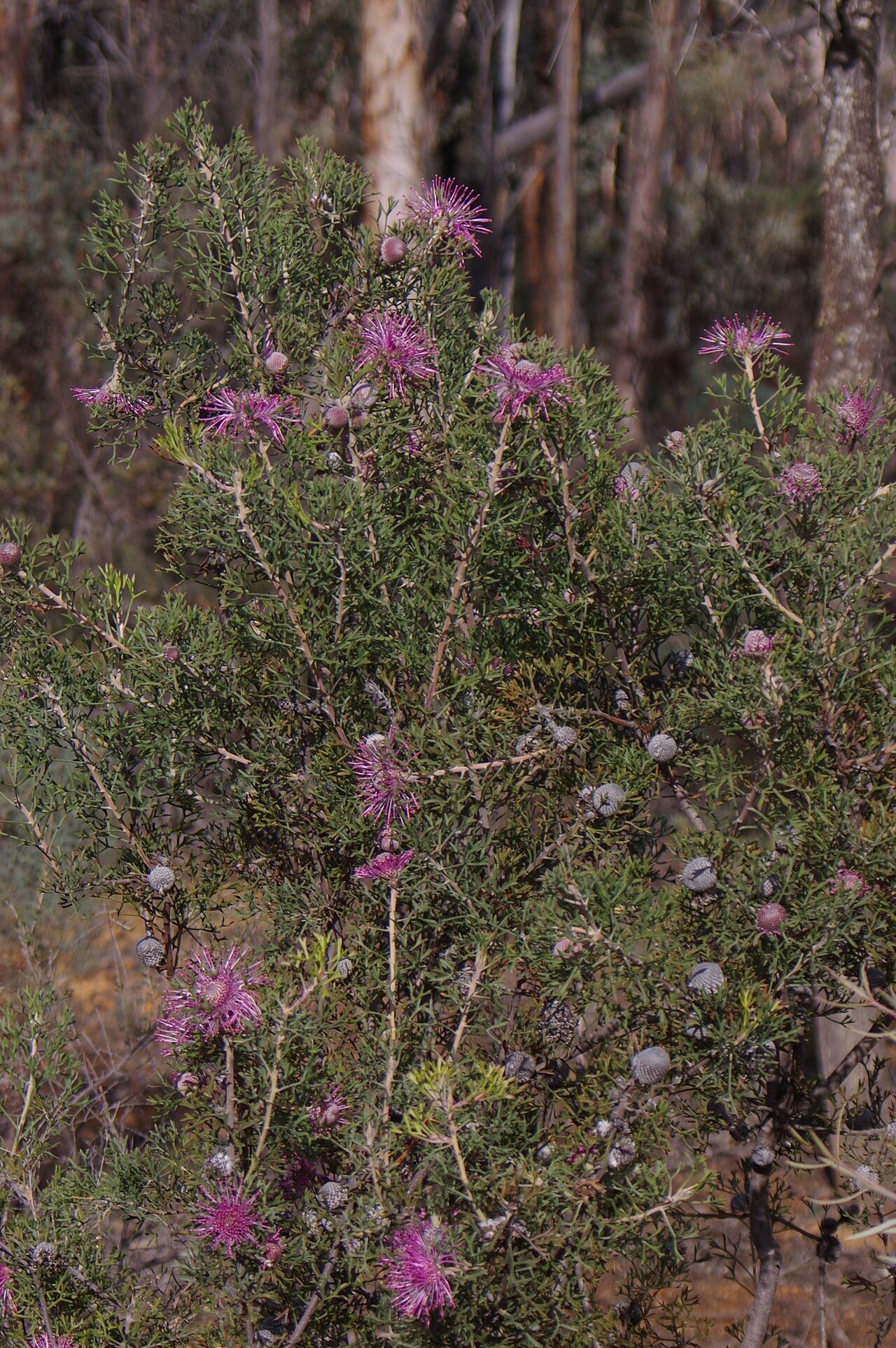 Rose-coneflower: Camera location 32° 46′ 42.75″ S, 117° 00′ 00.99″ E View this and other nearby images on: OpenStreetMap -32.778543; 117.000275 Isopogon, photographed in the dry