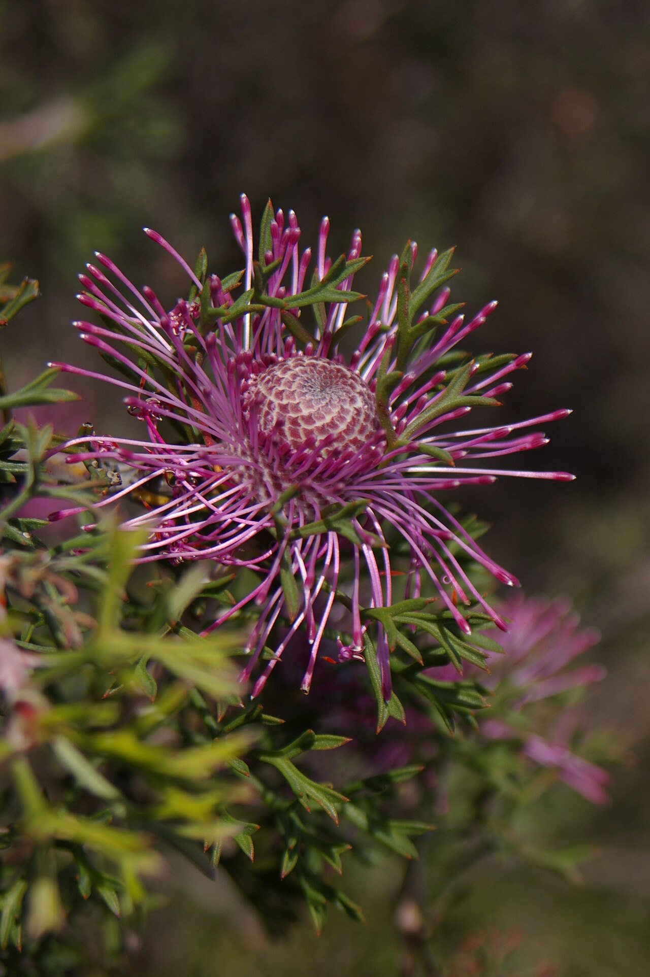 Rose-coneflower: Camera location 32° 46′ 42.75″ S, 117° 00′ 00.99″ E View this and other nearby images on: OpenStreetMap -32.778543; 117.000275 Isopogon dubius , photographed in
