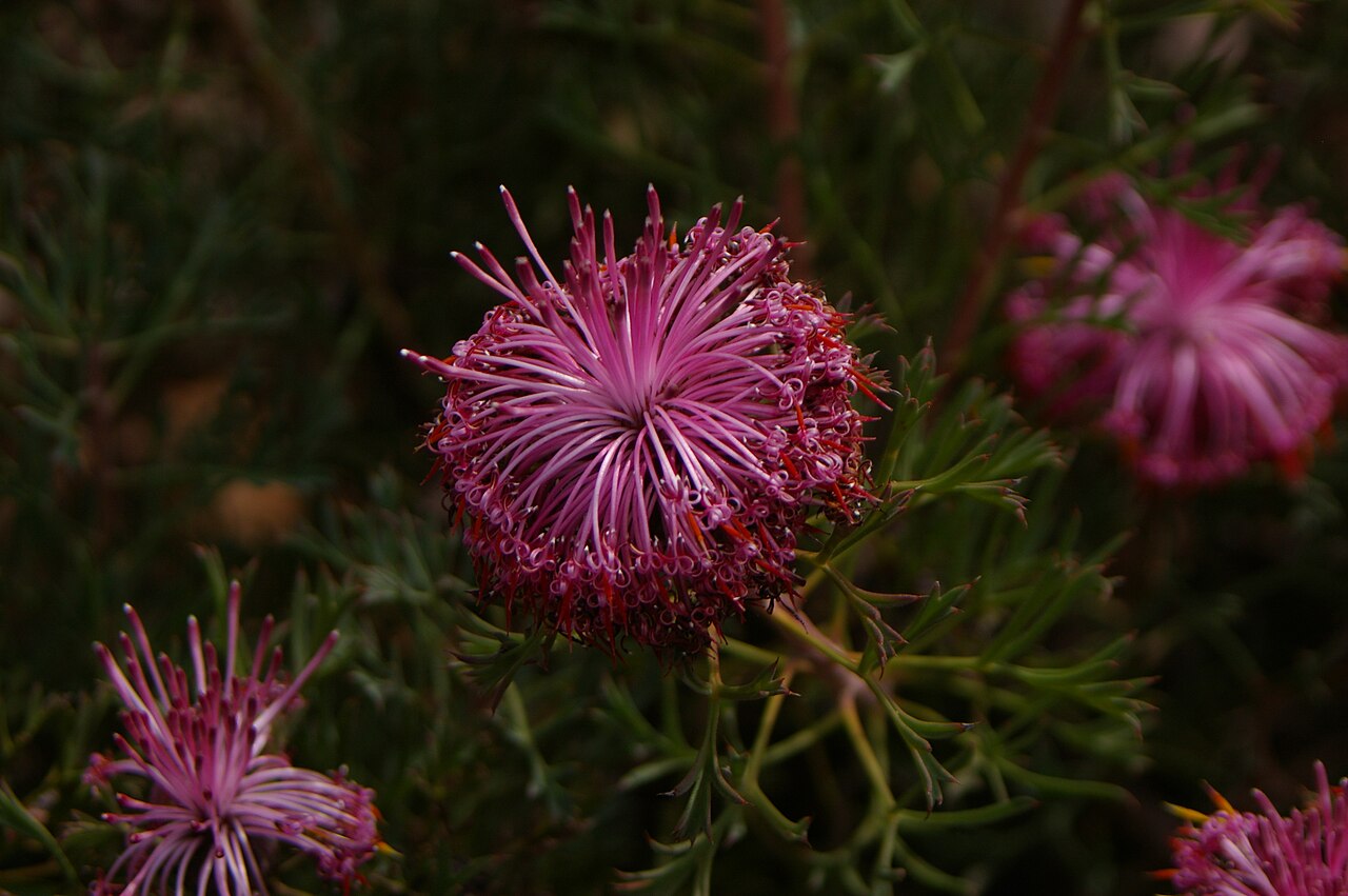 Rose-coneflower: Photographed within the Drummond Nature Reserve, near Bolgart Western Australia Isopogon dubius