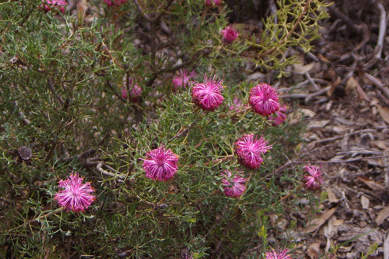 Rose-coneflower: Photographed within the Drummond Nature Reserve, near Bolgart Western Australia Isopogon dubius