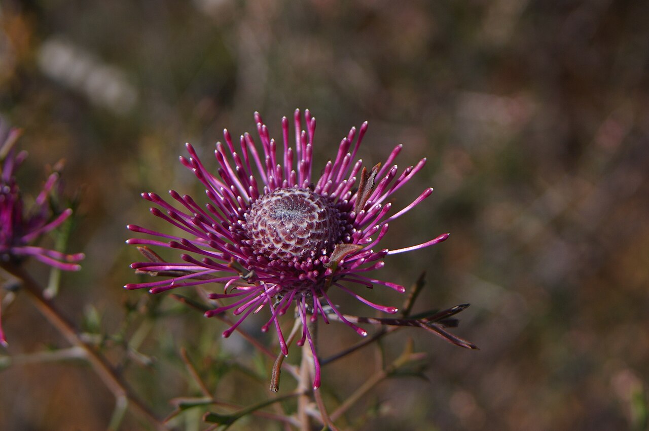 Rose-coneflower: Camera location 32° 46′ 42.75″ S, 117° 00′ 00.99″ E View this and other nearby images on: OpenStreetMap -32.778543; 117.000275 Isopogon dubius , photographed in