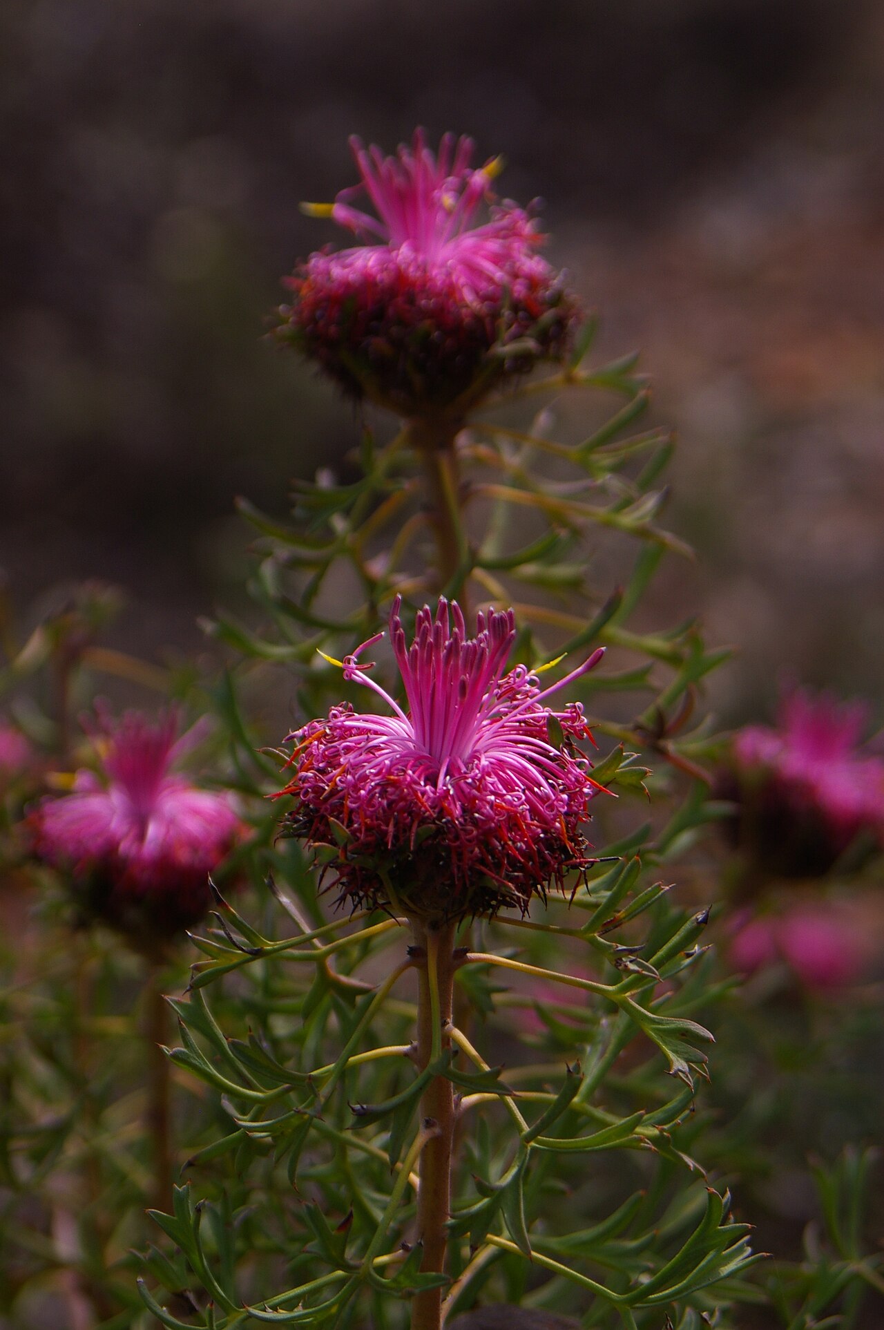 Rose-coneflower: Photographed within the Drummond Nature Reserve, near Bolgart Western Australia Isopogon dubius