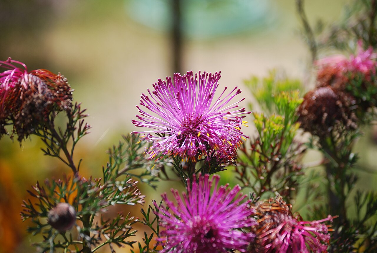 Rose coneflower: Isopogon_formosus