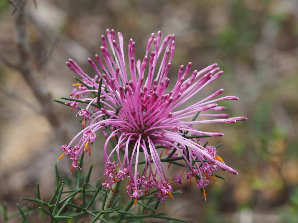 Rose coneflower (Isopogon formosus)