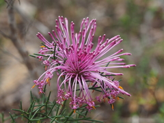 Rose coneflower (Isopogon formosus)