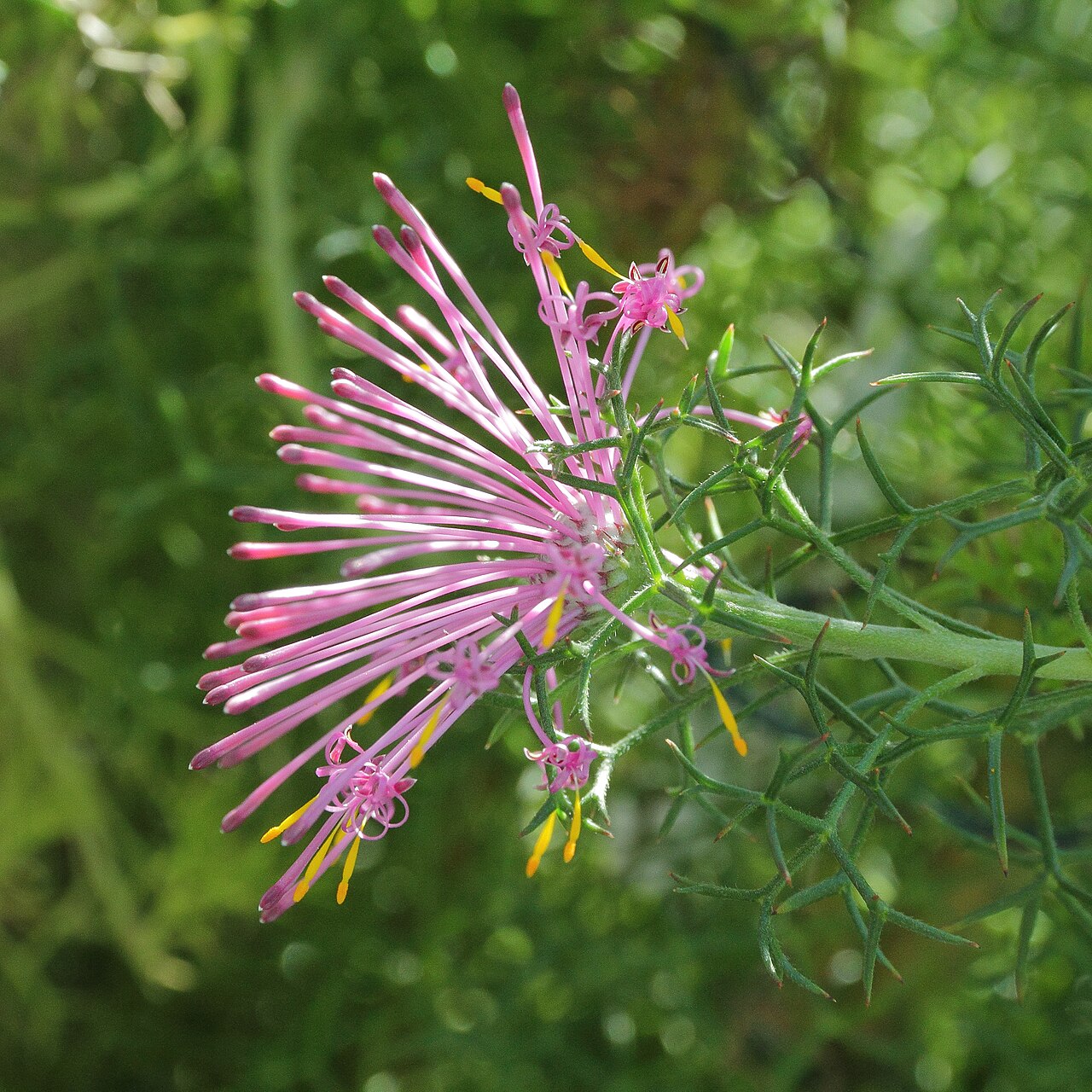 Rose coneflower: Isopogon formosus i Bergianska trädgården .