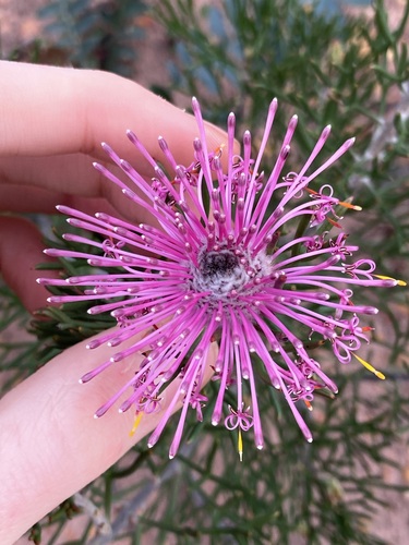 Rose coneflower (Isopogon formosus)