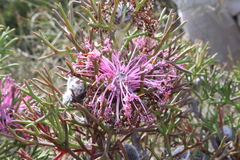 Rose coneflower (Isopogon formosus)