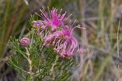 Rose coneflower (Isopogon formosus)