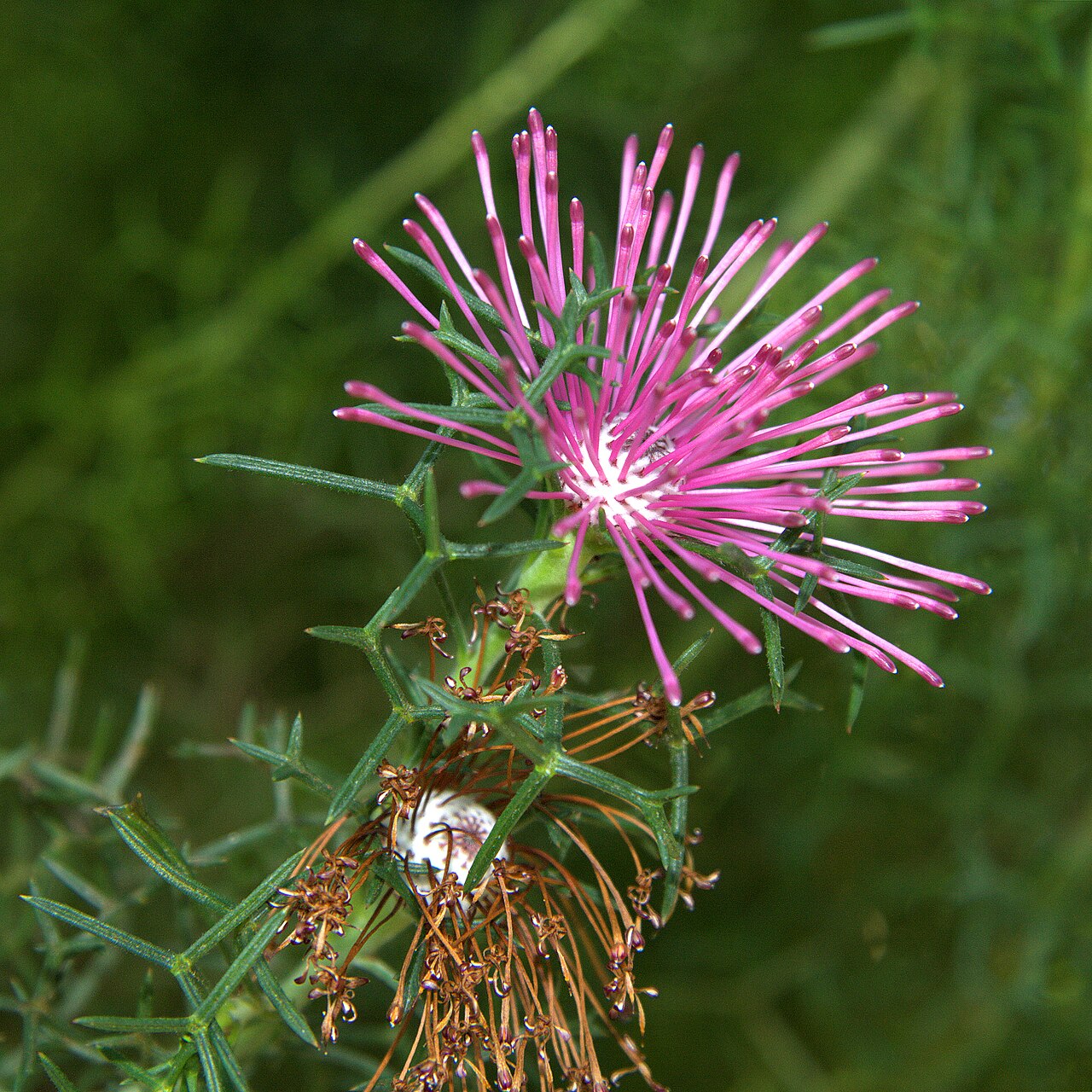Rose coneflower: Isopogon formosus