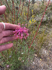 Rose coneflower (Isopogon formosus)