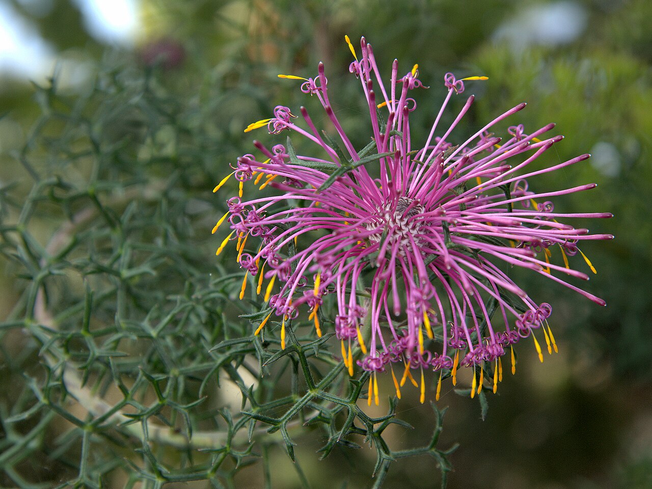 Rose coneflower: Isopogon formosus