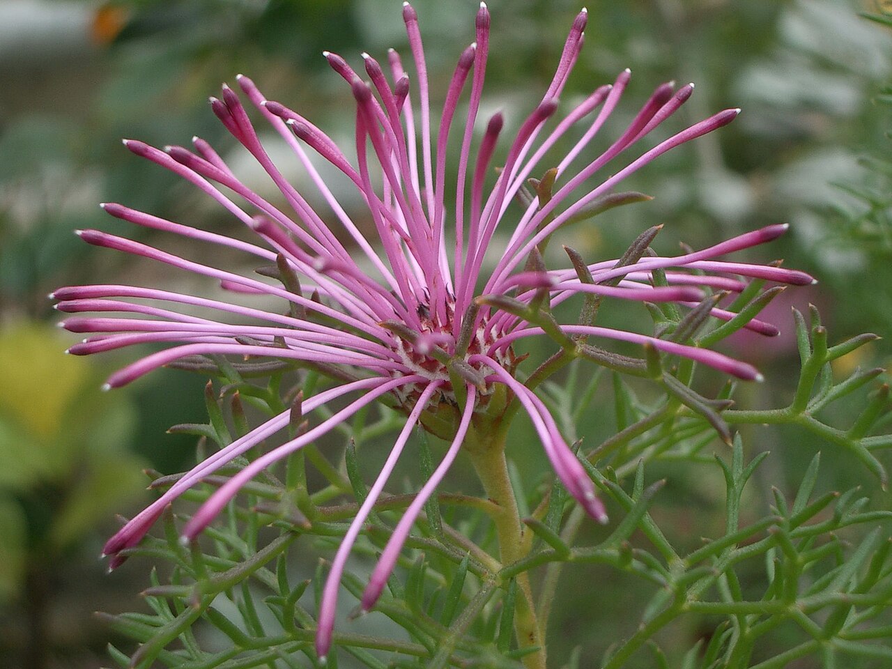 Rose coneflower: Please report references to spam@lagrada.com .