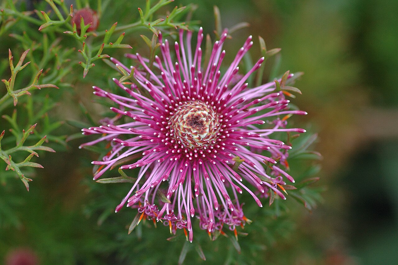 Rose coneflower: Photographed at the San Francisco Botanical Garden at Strybing Arboretum