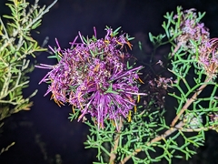 Rose coneflower (Isopogon formosus)