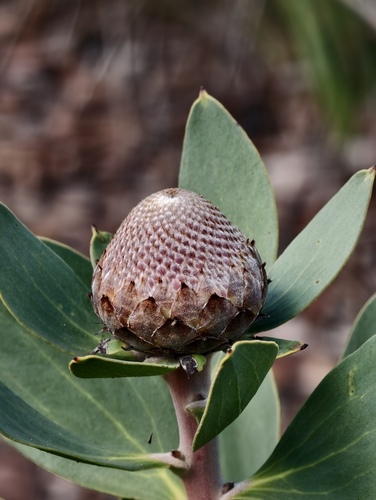Isopogon latifolius (Isopogon latifolius)