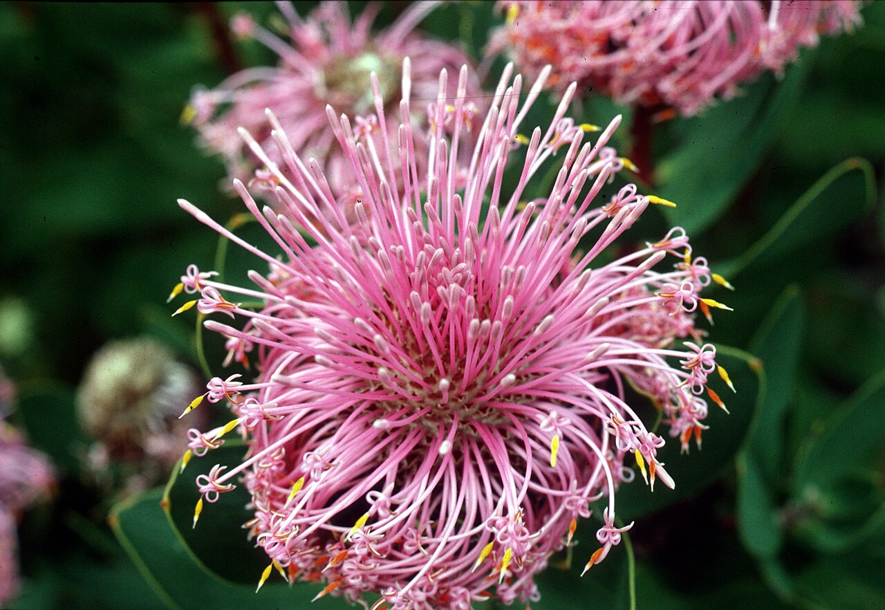 Isopogon latifolius: This magnificent shrub grows in the Sterling Ranges area, in the southwest corner of Western Australia. The genus Isopogon is closely related to the genus Petro