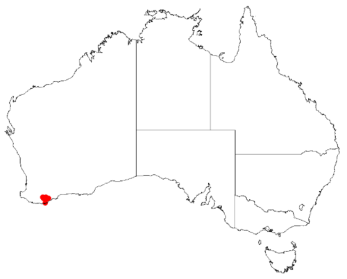 Isopogon latifolius: Isopogon latifolius Occurrence data downloaded from Australasian Virtual Herbarium on 30 October 2018 from https://doi.org/10.26197/5bd803ef1a55b