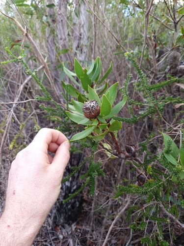 Isopogon latifolius (Isopogon latifolius)