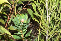 Isopogon latifolius (Isopogon latifolius)