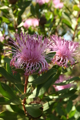 Isopogon latifolius (Isopogon latifolius)