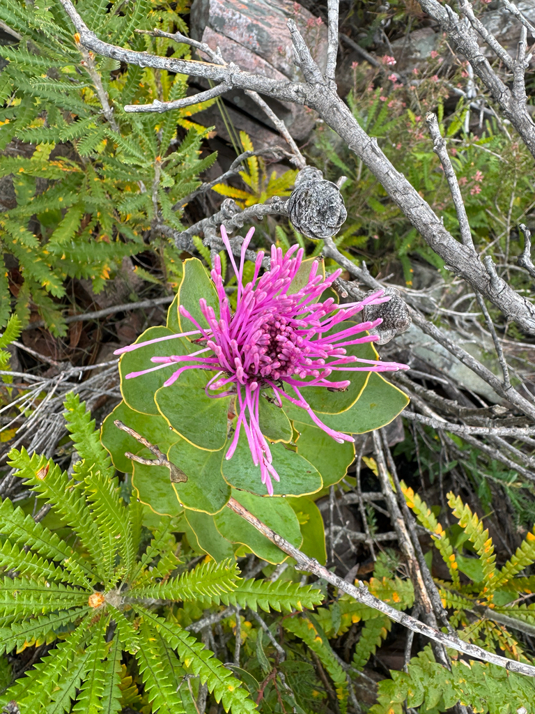 Isopogon latifolius (Isopogon latifolius)