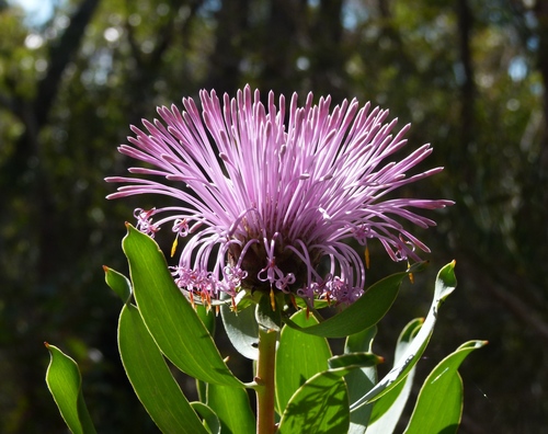 Isopogon latifolius (Isopogon latifolius)
