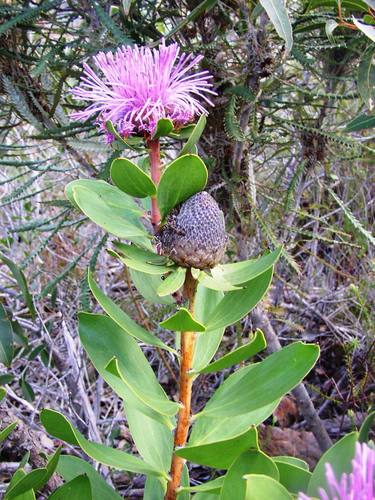 Isopogon latifolius (Isopogon latifolius)