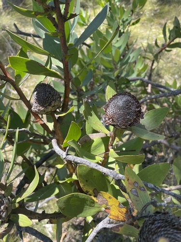 Isopogon latifolius (Isopogon latifolius)